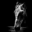 Конный Клуб "golden Horse"