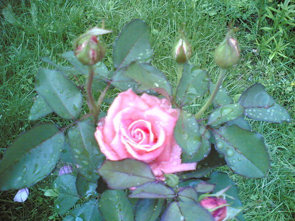 Людмила Амирова