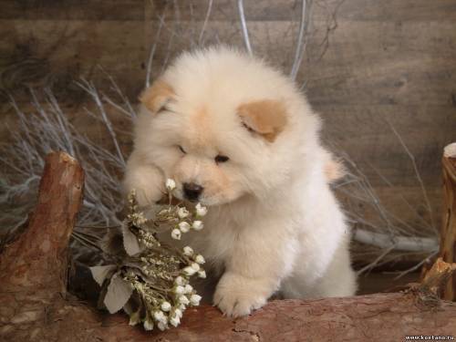 Ирина Авдеева