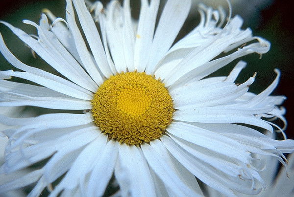 Эдуард Сафонов