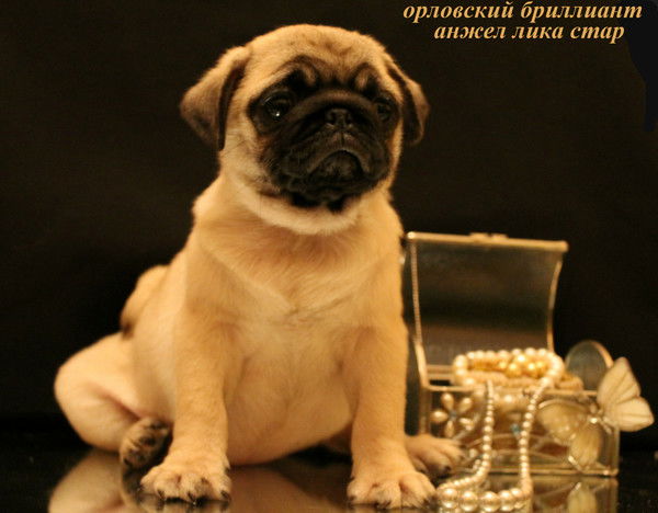 Елена Ананьева