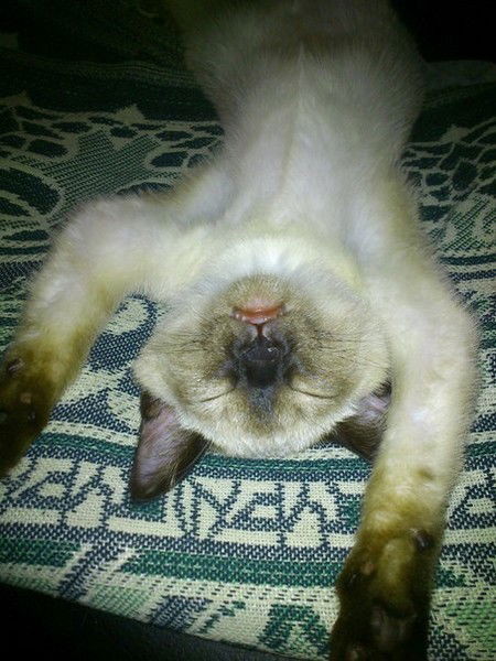 Яна Лисукова