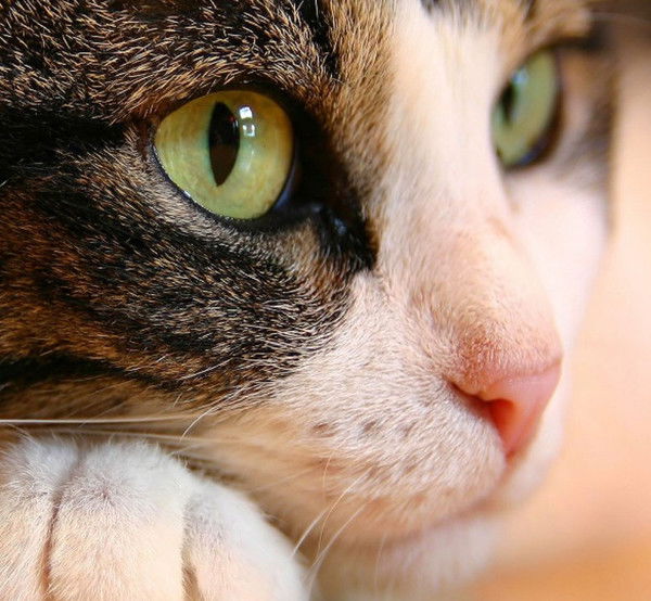 Надежда Венза