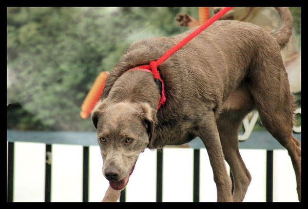 Androgena Sb-Шница.