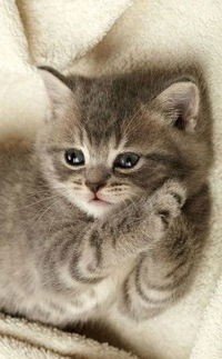 Викуся Швец