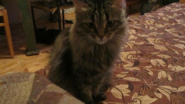 Жабарова Надежда