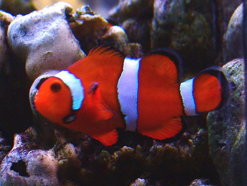 Сергей Петров