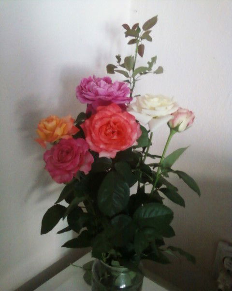 Антонина Мягкинько