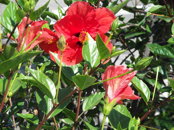 Ляззат Кайдарова