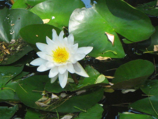 Александр Белокуров