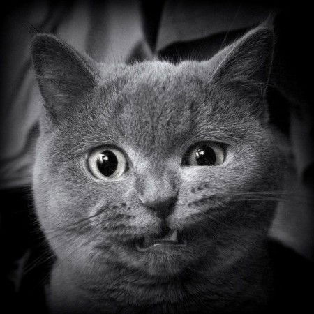 Ринат Шарипов