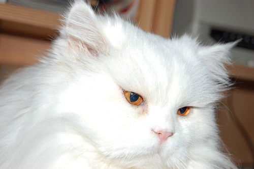 Альберт Атакулов