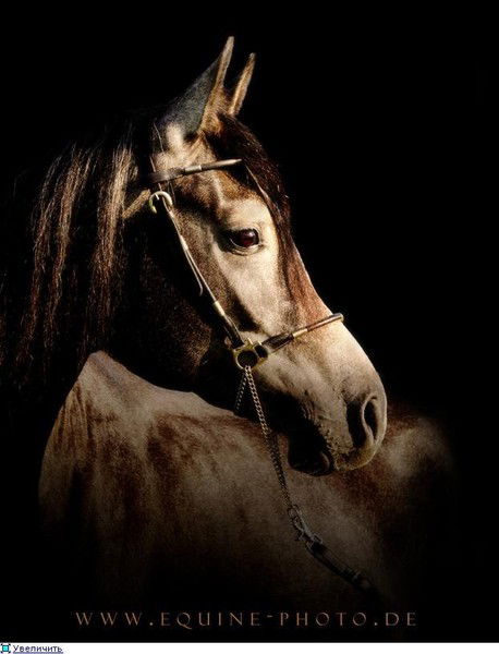 Алексей Ильин