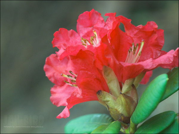 Алия Утепбергенова