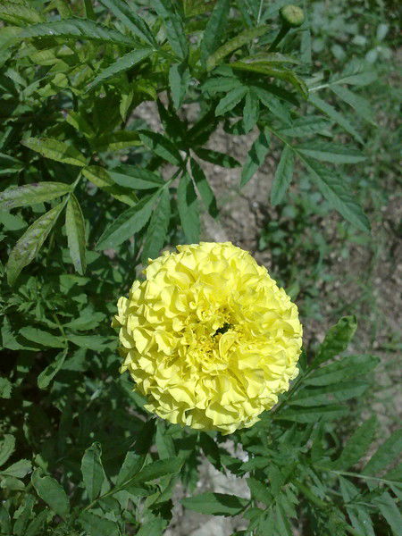 Оля Лютикова