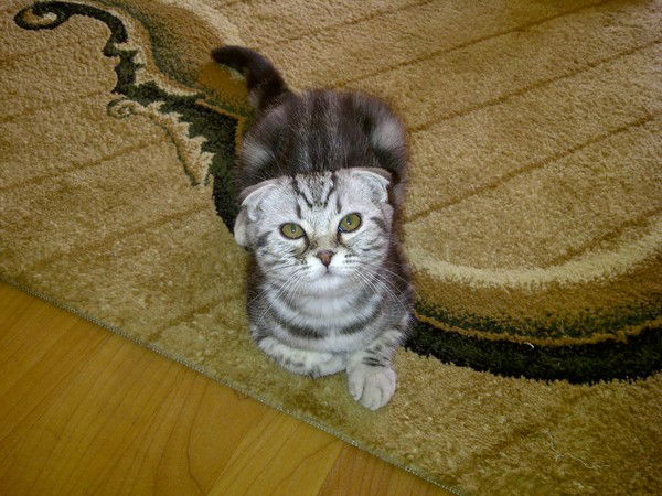 Марина Саранцева