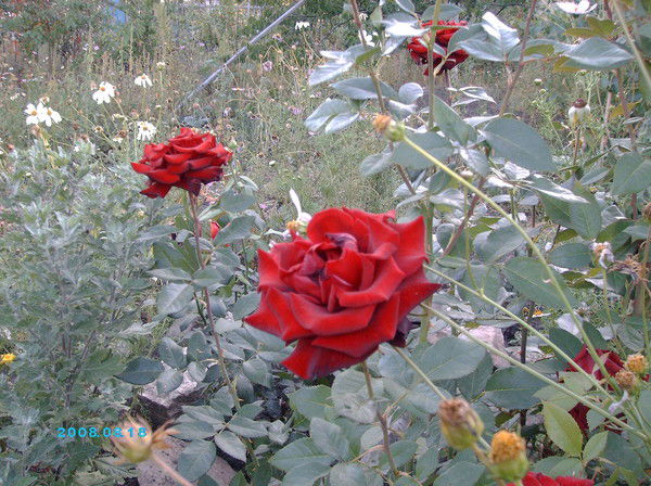 Татьяна Копылова