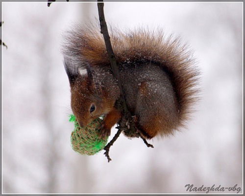 Ирина Красовская