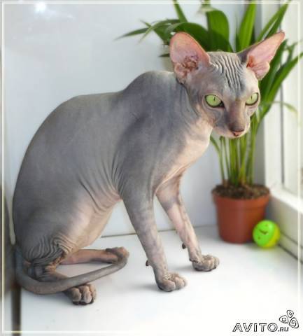 Павел Ратников