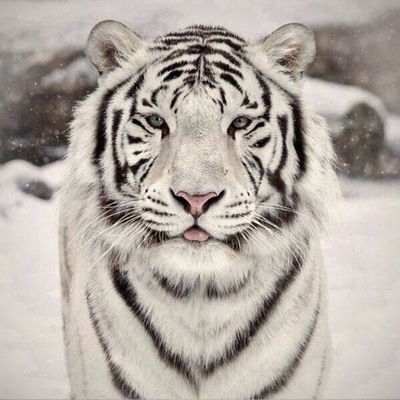 Рустем Узеиров