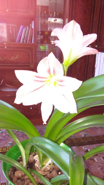 Ляззат Иман