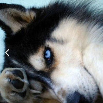 Роман Огородник