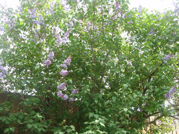 Ольга Мамонова