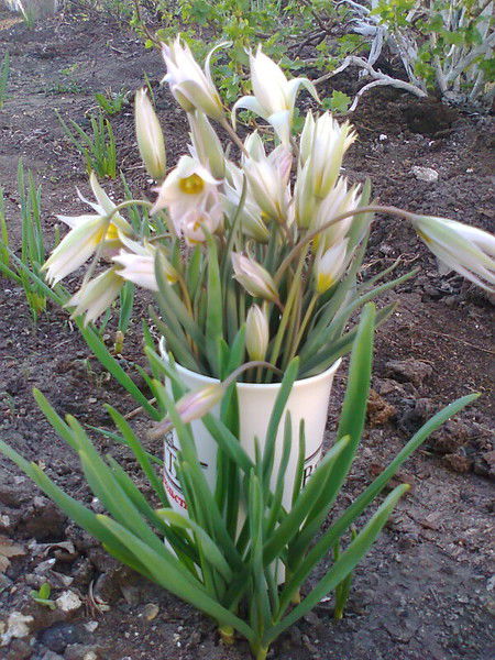 Татьяна Глаксиния