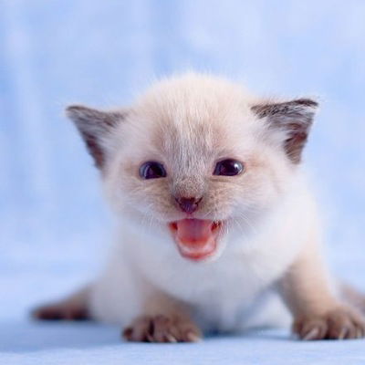 Дашуля Быкова