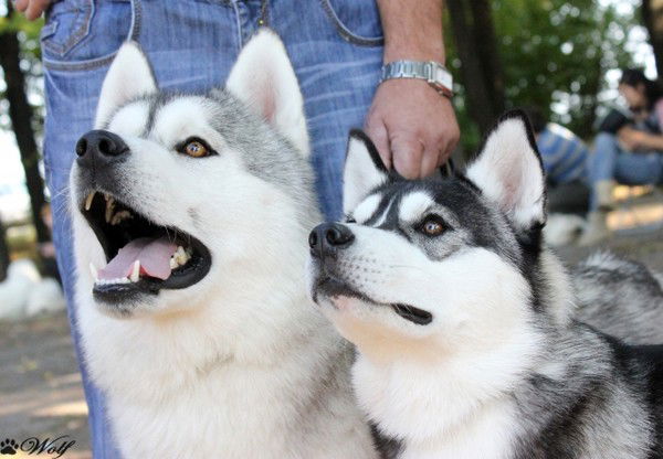 Елена Быхун