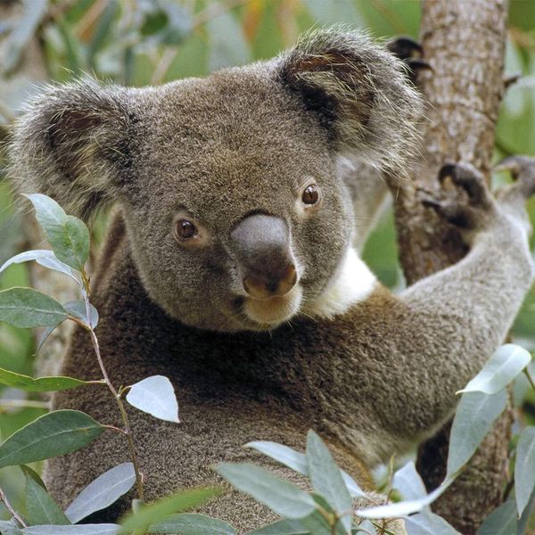 Людмила Бебурия