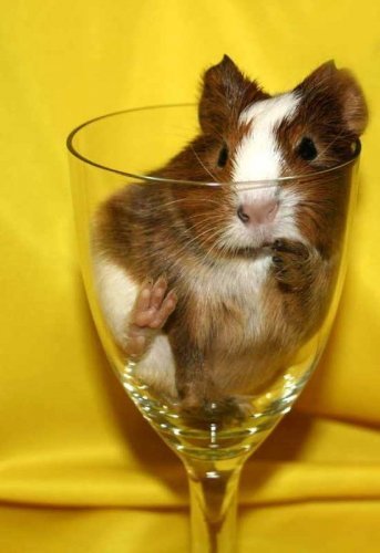 Егор Андросов