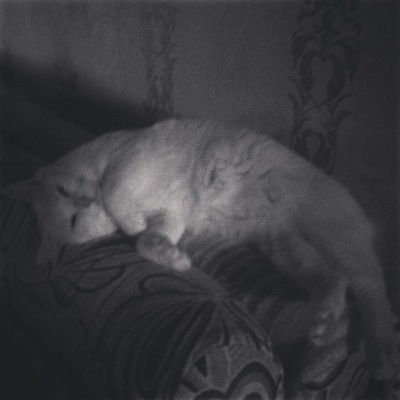 Дима Новиков