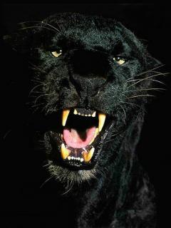 Андрей Селиванов