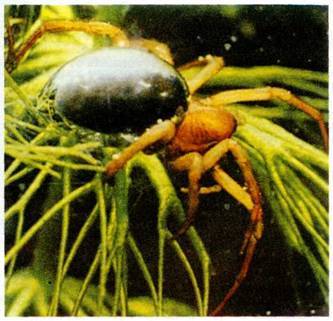 Николай Плюснин