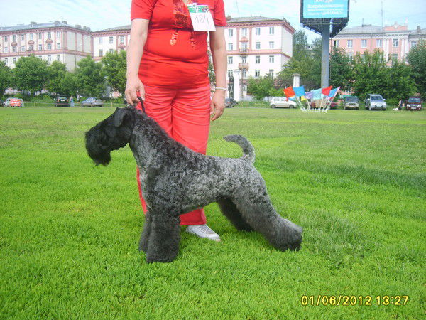 Ирина Прищепа