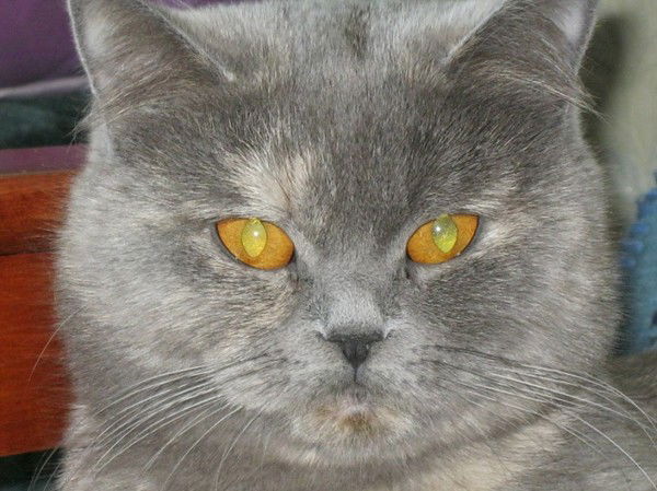 Лариса Свиридова