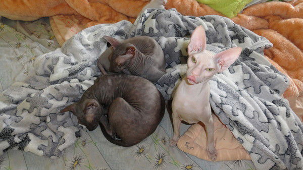 Ирина Рябова