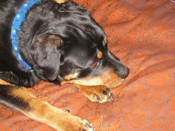 Валерий Бутырский