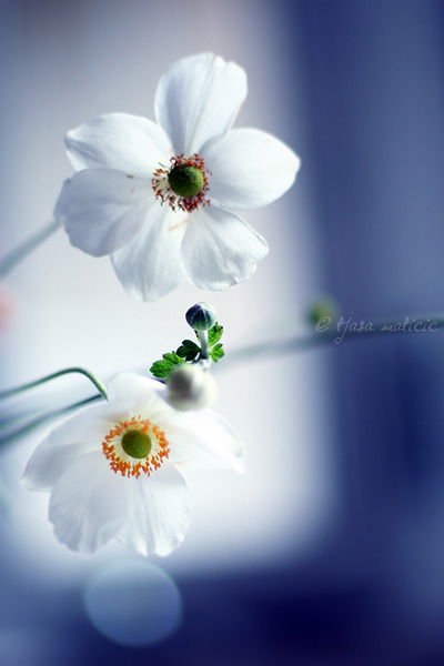 Айгерим Сеитова