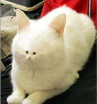 Иван Ровков