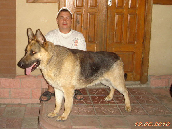 Александр Таранец