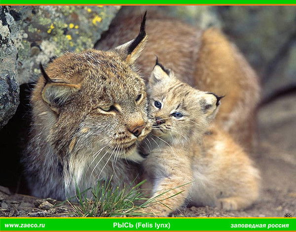 Гульнара Валиева