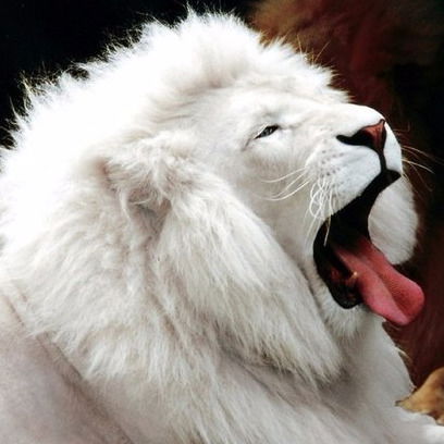 Ангелина Чернышева