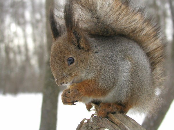 Белка Стрелка