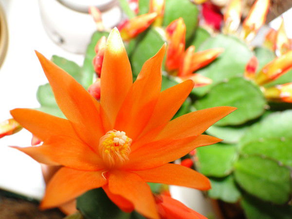 Ольга Стрелец