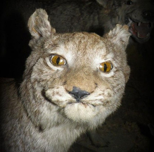 Рома Сатановский