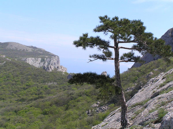 Раиса Радзишевская