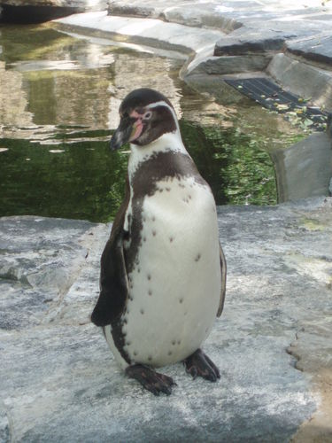 Валерий Петров