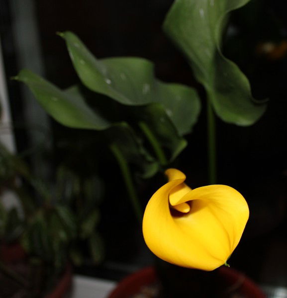 Больница Трубино